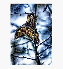 Hang on in there Photographic Print
