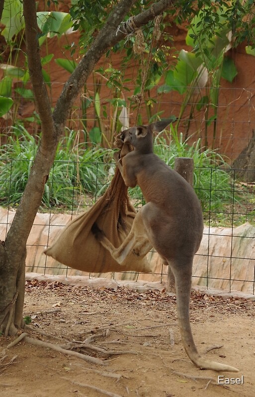 "Kangaroo kicking a sack." by Easel Redbubble