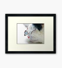 BUTTERFLY SAT ON A SLEEPING CAT NOSE Framed Print