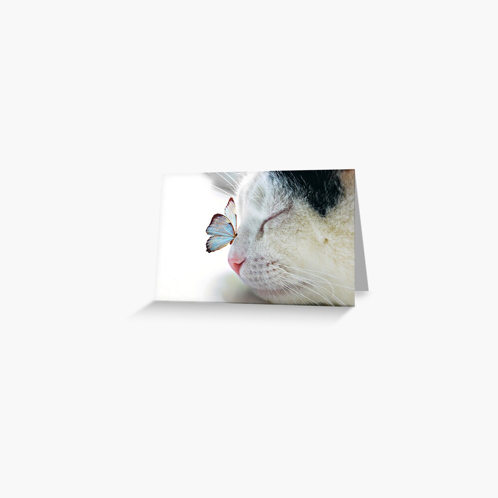 BUTTERFLY SAT ON A SLEEPING CAT NOSE Greeting Card