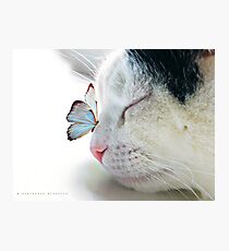 BUTTERFLY SAT ON A SLEEPING CAT NOSE Photographic Print