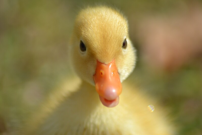 fluffy duck animal