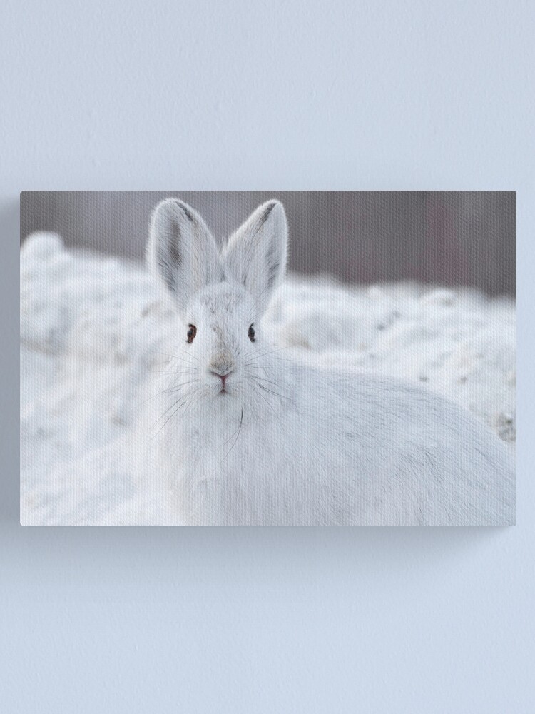 Alternate view of A Moment of Indecision Canvas Print