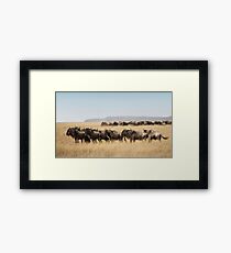 Some Members of the Wildebeest Migration, Maasai Mara, Kenya Framed Print