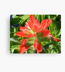 Indian Paintbrush, Castilleja, Prairie-fire Leinwanddruck