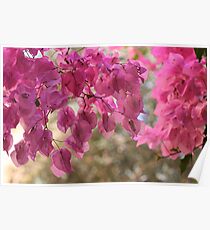 Bougainvillea is a genus of flowering plants native to South America from Brazil . by Brown Sugar. Views - 366. Poster