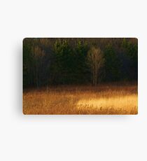 Illinois prairie Canvas Print