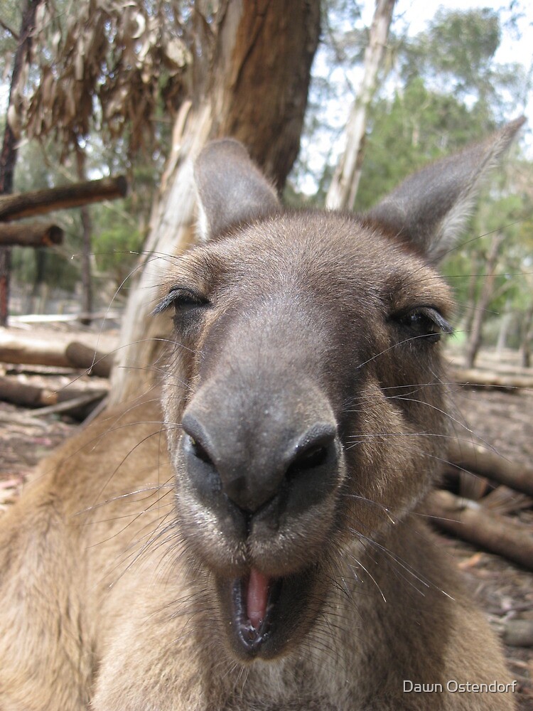 "Laughing Kangaroo" by Dawn Ostendorf | Redbubble