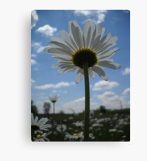 Lienzo Daisies Backside.