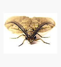 Antenna Photographic Print
