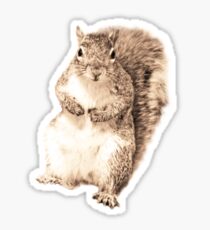 Squirrel t-shirt Sticker