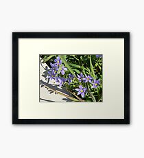 Blue-eyed Grass Framed Print