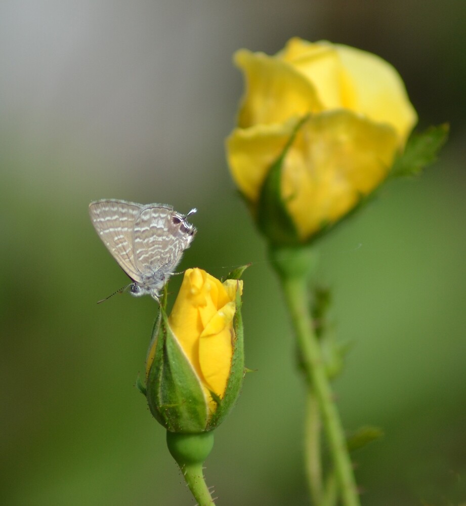 "Yellow Rose Buds & a Butterfly" by TheaShutterbug | Redbubble