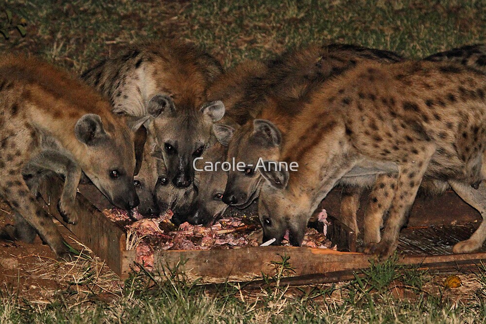 "Pack of Spotted Hyena Scavenging at Night" by Carole-Anne | Redbubble
