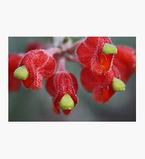 Grevillea saccata Photographic Print