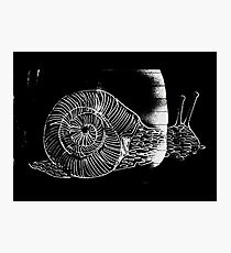 Lámina fotográfica Black Garden Snail