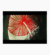 Lámina fotográfica Red Mushroom