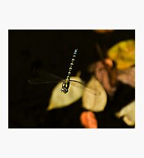 Hovering Photographic Print