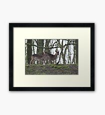 Fallow Deer 3265 Framed Print