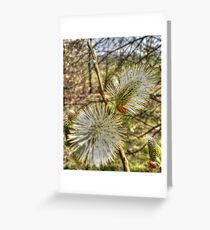 Catkin Greeting Card