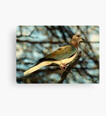 Laughing Dove Canvas Print