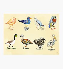 Art Fowl Photographic Print