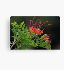 Grevillea bipinnatifida Canvas Print