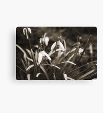 Snowdrops in Sepia Canvas Print