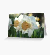 Daffodils Greeting Card