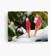 White hats Canvas Print