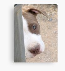 Pretty Please Canvas Print
