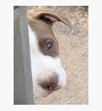 Pretty Please Photographic Print