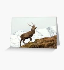 Red Deer Stag in Winter Greeting Card