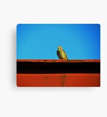 Hello, Birdie Canvas Print
