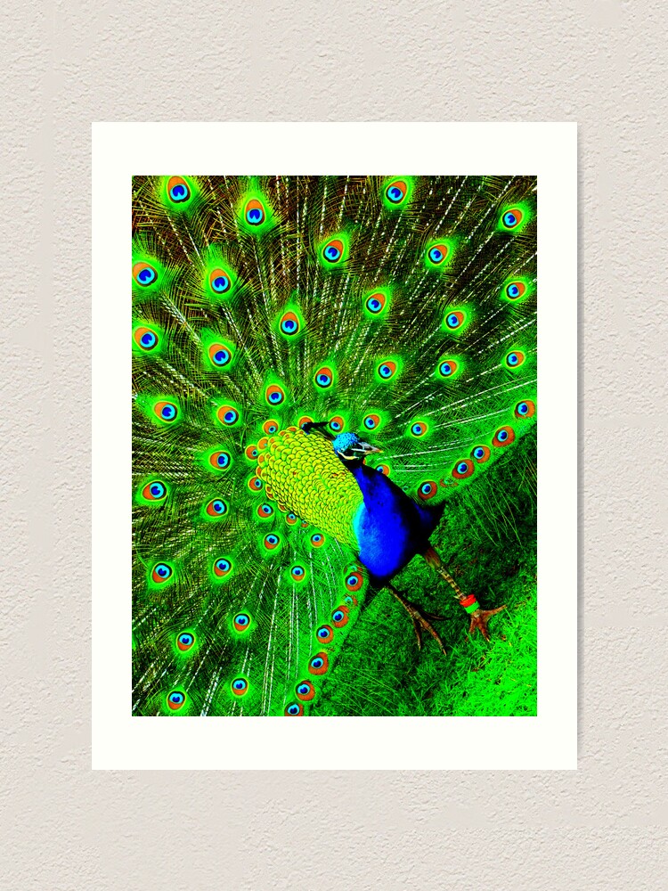 Alternate view of Peacock Art Print