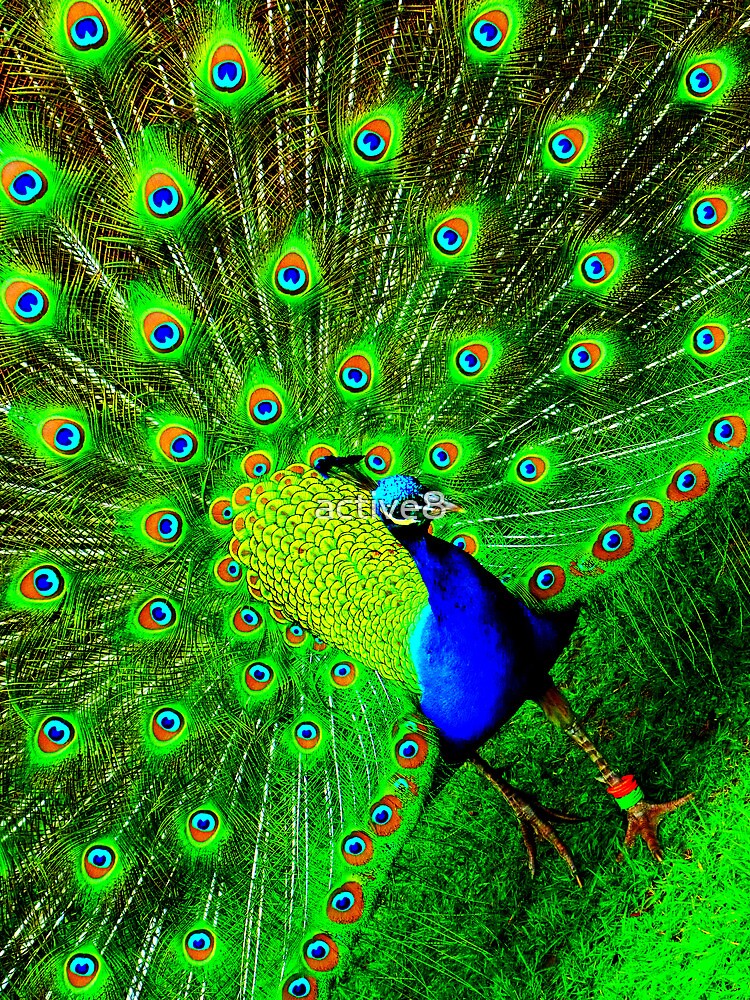 Peacock by active8