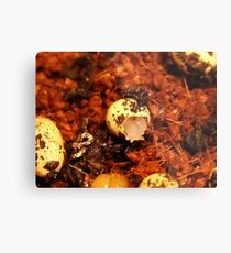 Baby Albino Bodied Snail Entering the World!! (see pictures below) Metal Print