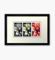 Dahlia - Triptych Framed Print