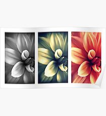 Dahlia - Triptych Poster