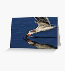 Early Morning Skimmer Greeting Card