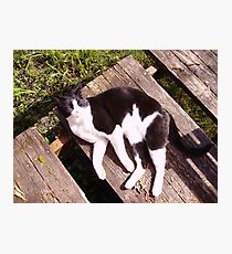 Board on a Sunny Day Photographic Print