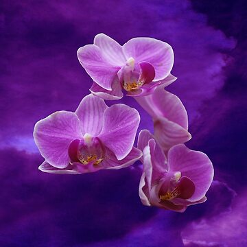 Artwork thumbnail, Purple Orchids by ErikaKaisersot