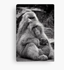 Work, play and stay together. Snow Monkeys Canvas Print