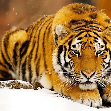 Artwork thumbnail, Siberian Tiger by ErikaKaisersot