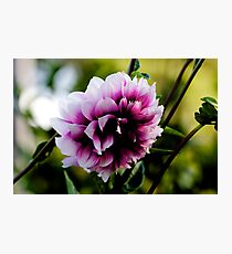 EGLANTINE Photographic Print