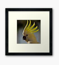 Australian Sulphur Crested Cockatoo #4. Framed Print