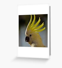 Australian Sulphur Crested Cockatoo #4. Greeting Card