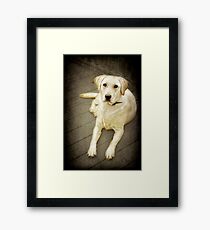 Brandy Framed Print