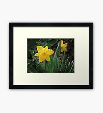 Spring Gold Framed Print