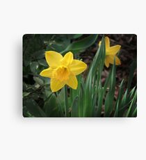 Spring Gold Canvas Print